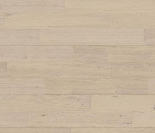 silk oak